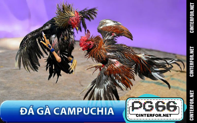 Đá Gà Campuchia – Hình Thức Cá Cược Hấp Dẫn Tại PG66 - crown88