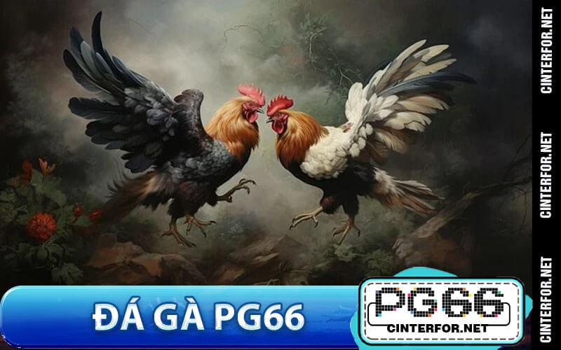 Đá Gà PG66 – Điểm Đến Cá Cược Kịch Tính Và Hấp Dẫn - crown88