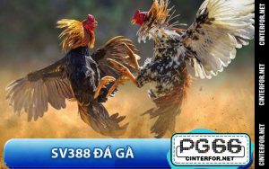 Đá Gà - pg66.com - crown88