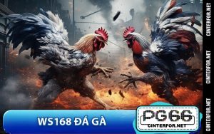 Đá Gà - pg66.com - crown88