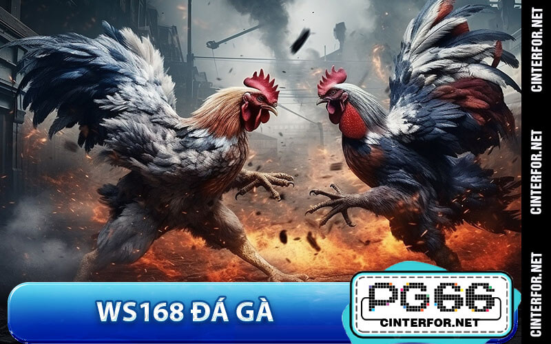 WS168 Đá Gà - Kênh Đá Gà Online Xanh 9, Minh Bạch Tại PG66 - crown88