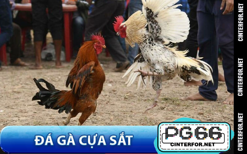 Đá Gà Cựa Sắt Là Gì? Khám Phá Luật Chơi Và Mẹo Ăn Tiền - crown88